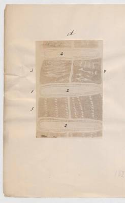 Vorschaubild des Elementes mit der Inventarnummer F 1907-1/1.50