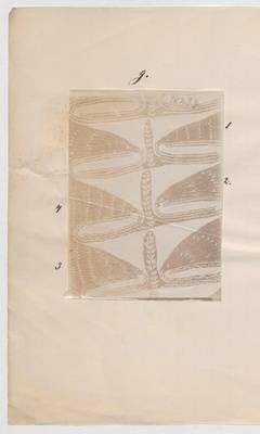 Vorschaubild des Elementes mit der Inventarnummer F 1907-1/1.53
